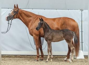 Westfaal, Merrie, veulen (05/2024), Zwart