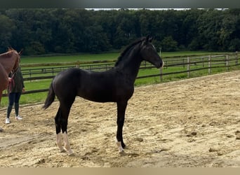 Westfaal, Merrie, Veulen (05/2026), Zwart