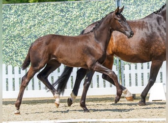 Westfaal, Merrie, Veulen (02/2026), Zwartbruin