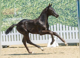 Westfaal, Merrie, Veulen (04/2026), Zwartbruin