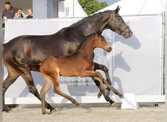 Westfaal, Merrie, veulen (06/2023), Zwartbruin