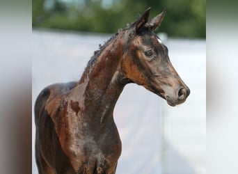 Westfaal, Merrie, veulen (06/2024), Zwartbruin