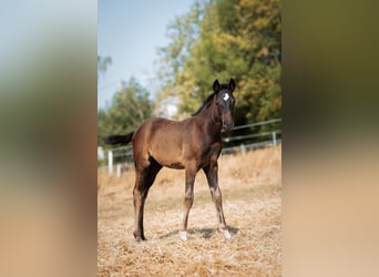 Westfaal, Merrie, Veulen (05/2026), Zwartbruin