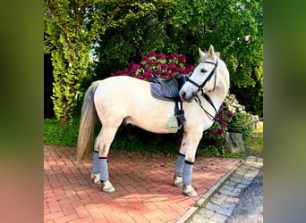 Westfaal Mix, Ruin, 10 Jaar, 155 cm, Appelschimmel