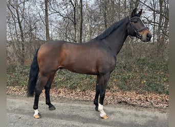 Westfaal, Ruin, 10 Jaar, 165 cm, Donkerbruin