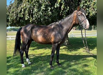 Westfaal, Ruin, 10 Jaar, 165 cm, Donkerbruin