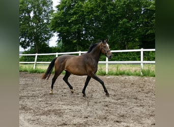 Westfaal, Ruin, 10 Jaar, 166 cm, Donkerbruin