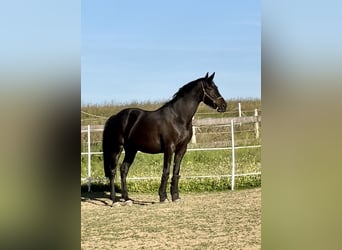 Westfaal, Ruin, 10 Jaar, 166 cm, Zwartbruin