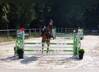 Westfaal, Ruin, 10 Jaar, 168 cm, Bruin