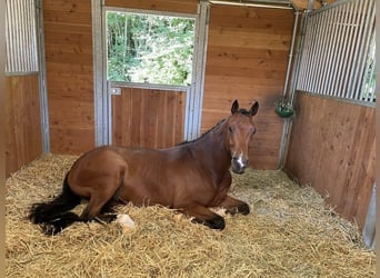 Westfaal, Ruin, 10 Jaar, 170 cm, Bruin