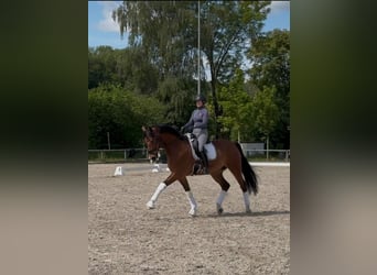 Westfaal, Ruin, 10 Jaar, 170 cm, Bruin