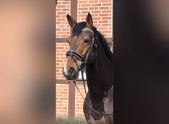 Westfaal, Ruin, 10 Jaar, 170 cm, Bruin