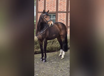 Westfaal, Ruin, 10 Jaar, 170 cm, Bruin