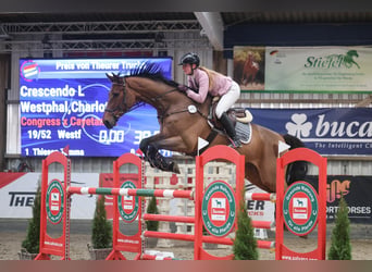 Westfaal, Ruin, 10 Jaar, 174 cm, Bruin