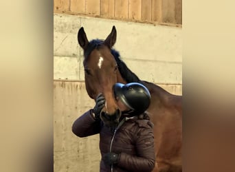 Westfaal, Ruin, 10 Jaar, Bruin