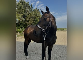 Westfaal, Ruin, 11 Jaar, 168 cm, Donkerbruin