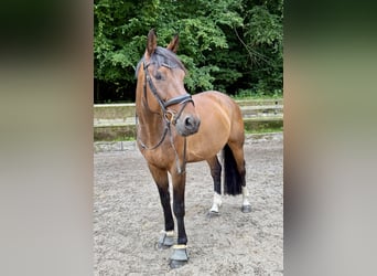 Westfaal, Ruin, 11 Jaar, 168 cm, Donkerbruin