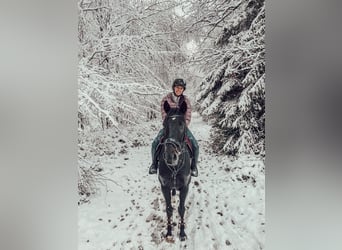 Westfaal, Ruin, 11 Jaar, 168 cm, Donkerbruin