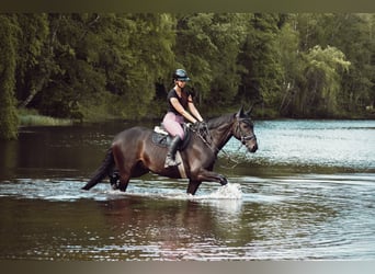 Westfaal, Ruin, 11 Jaar, 168 cm, Donkerbruin