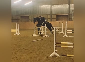 Westfaal, Ruin, 11 Jaar, 168 cm, Donkerbruin