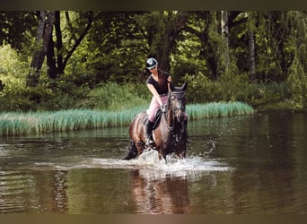 Westfaal, Ruin, 11 Jaar, 168 cm, Donkerbruin