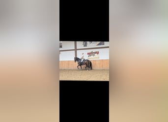 Westfaal, Ruin, 11 Jaar, 169 cm, Donkerbruin