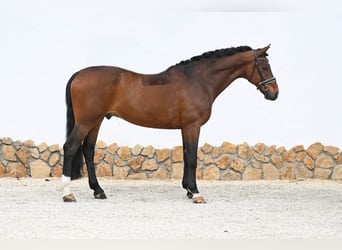 Westfaal, Ruin, 11 Jaar, 172 cm, Donkerbruin