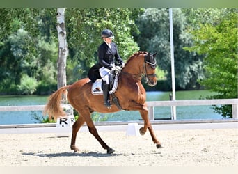 Westfaal, Ruin, 11 Jaar, 172 cm, Vos