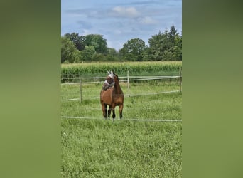 Westfaal, Ruin, 11 Jaar, 173 cm, Bruin