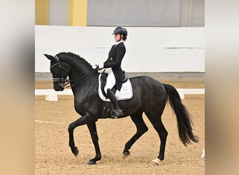 Westfaal, Ruin, 11 Jaar, 174 cm, Zwart