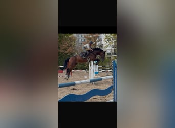 Westfaal, Ruin, 11 Jaar, 175 cm, Donkerbruin