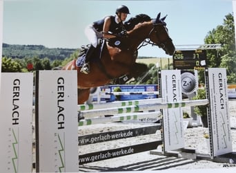 Westfaal, Ruin, 12 Jaar, 162 cm, Brauner