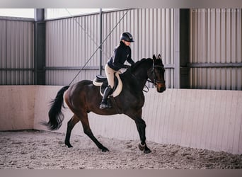 Westfaal, Ruin, 12 Jaar, 167 cm, Roodbruin