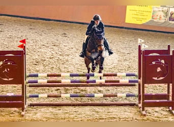 Westfaal, Ruin, 12 Jaar, 167 cm, Roodbruin