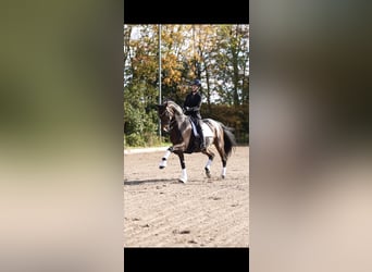 Westfaal, Ruin, 12 Jaar, 170 cm, Bruin