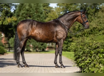 Westfaal, Ruin, 12 Jaar, 170 cm, Bruin