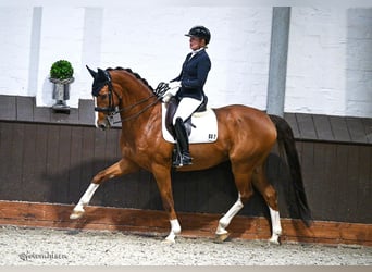 Westfaal, Ruin, 12 Jaar, 170 cm, Vos Westfaal, Ruin, 12 Jaar, 170 cm, Vos