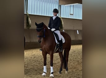 Westfaal, Ruin, 12 Jaar, 172 cm, Bruin
