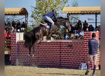 Westfaal, Ruin, 12 Jaar, 172 cm, Bruin Westfaal, Ruin, 12 Jaar, 172 cm, Bruin