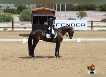 Westfaal, Ruin, 12 Jaar, 172 cm, Bruin Westfaal, Ruin, 12 Jaar, 172 cm, Bruin