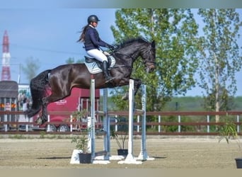 Westfaal, Ruin, 12 Jaar, 172 cm, Bruin Westfaal, Ruin, 12 Jaar, 172 cm, Bruin