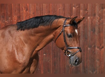 Westfaal, Ruin, 12 Jaar, 172 cm, Bruin