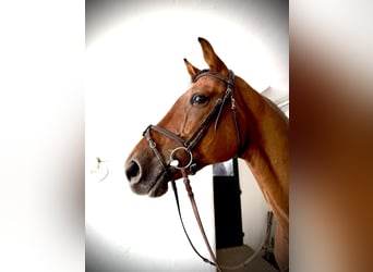 Westfaal, Ruin, 12 Jaar, 172 cm, Bruin