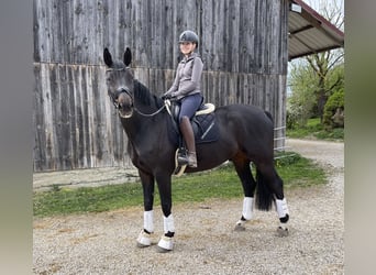 Westfaal, Ruin, 12 Jaar, 172 cm, Donkerbruin