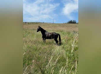 Westfaal, Ruin, 12 Jaar, 179 cm, Donkerbruin