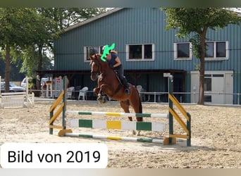 Westfaal, Ruin, 13 Jaar, 167 cm, Vos