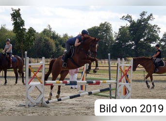 Westfaal, Ruin, 13 Jaar, 167 cm, Vos