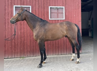 Westfaal, Ruin, 13 Jaar, 173 cm, Brauner