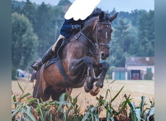 Westfaal, Ruin, 13 Jaar, 174 cm, Bruin