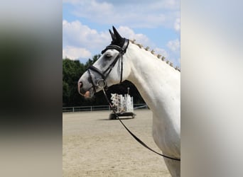 Westfaal, Ruin, 13 Jaar, 174 cm, Schimmel